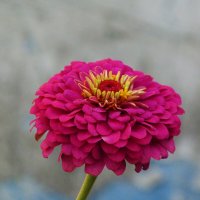 Циния :: Валентин Семчишин Циния :: Валентин Семчишин