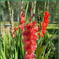 Август зажигает гладиолусов огонь :: Ольга Довженко