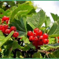 Боярышник :: Ольга Довженко Боярышник :: Ольга Довженко