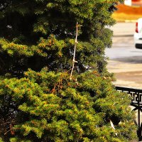 Остановочная площадка :: Юрий Гайворонскiий Остановочная площадка :: Юрий Гайворонскiий