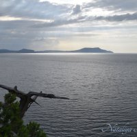 Природа Крыма :: Amazing Cosmea Природа Крыма :: Amazing Cosmea