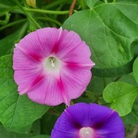 Веселые подружки :: Наталья 