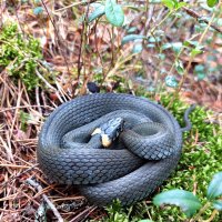 Уж повстречался... змей безобидный, но шипящий :: Ирина Румянцева Уж повстречался... змей безобидный, но шипящий :: Ирина Румянцева