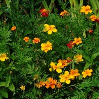 Бархатцы :: Рита Симонова