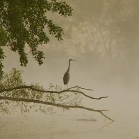 Туман :: Олег Алексеев