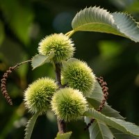 Каштановые ёжики... :: Николай Гирш Каштановые ёжики... :: Николай Гирш