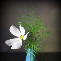 Космея раскрыла объятье :: TAMARA КАДАНОВА