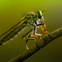 Ктыри — семейство двукрылых насекомых :: Aleksey Afonin