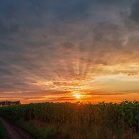 *** :: Виталий Емельянов