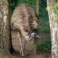 Про страуса... :: Николай Гирш