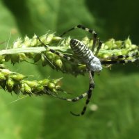 ** :: Зоя Мишина