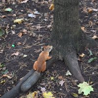 Тварь божья))) :: redfox 