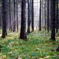 Еловый лес :: Сергей Ц