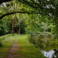 Под дубами... :: Николай Гирш