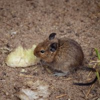 Про мышь... :: Николай Гирш Про мышь... :: Николай Гирш