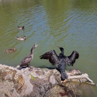 Пара Бакланов на озере нашего парка :: Варвара Пара Бакланов на озере нашего парка :: Варвара