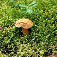 Козляк :: Леонид leo Козляк :: Леонид leo