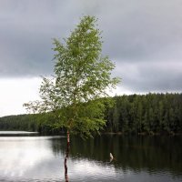 березка :: Laryan1 