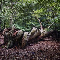 Как же тебе досталось, как тебя жизнь покрутила :: Андроник Александр Как же тебе досталось, как тебя жизнь покрутила :: Андроник Александр