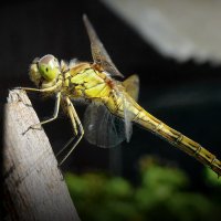 Передышка... :: Владимир Шошин