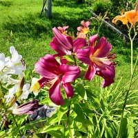 цветы в саду :: Владимир цветы в саду :: Владимир