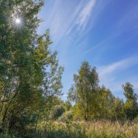 На опушке... :: Владимир Жданов