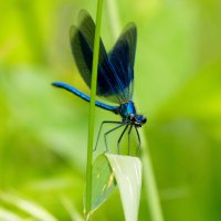 опять про стрекоз 26 :: Александр Прокудин