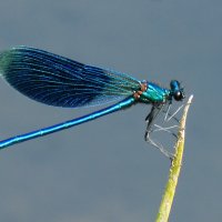 опять про стрекоз 30 :: Александр Прокудин