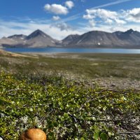 «Природный натюрморт: гриб и тундра» :: Татьяна Чаброва