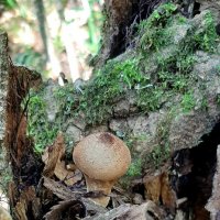 Сентябрь :: Наталья Герасимова Сентябрь :: Наталья Герасимова