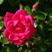 Розы сентября. :: Милешкин Владимир Алексеевич 