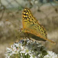 Сентябрьская перламутровка... :: Константин Штарк Сентябрьская перламутровка... :: Константин Штарк