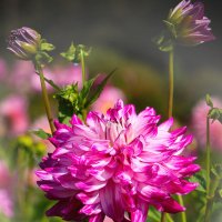 Георгина :: Анатолий Шумилин