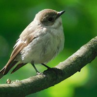 Мухоловка-пеструшка :: Лина 