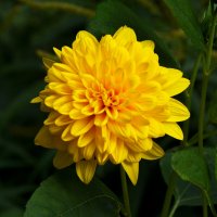 Москва. Август в Аптекарском огороде. :: Наташа *****