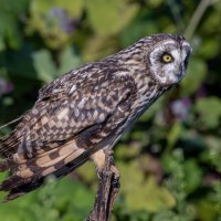 сова болотная. :: юрий макаров сова болотная. :: юрий макаров