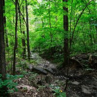 Чебоксары. Небольшой овраг Берендеевского леса. :: Пётр Чернега