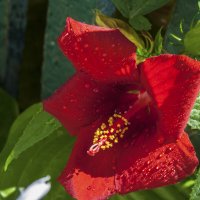 Красный Гибискус :: Валентин Семчишин