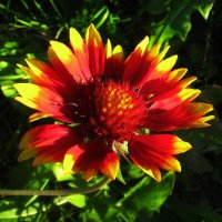 Красотка гайлардия :: Людмила Смородинская