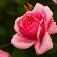 Доброе утро :: Юрий. Шмаков