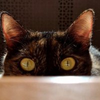 В засаде! :: Владимир Волик