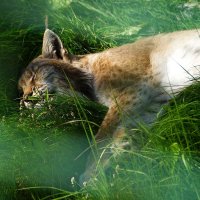 Просто рысь :: kolyeretka Просто рысь :: kolyeretka