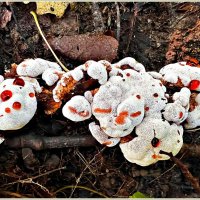 Ежовик кровоточащий. :: Валерия Комова Ежовик кровоточащий. :: Валерия Комова