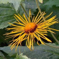 Девясил :: Рита Симонова