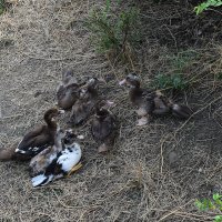 Семерых одним "ударом".Фотоохота :: Александр