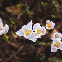 История осенних воскрешений. :: Анатолий Щербак