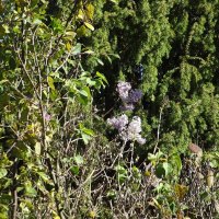 Цветение сирени в сентябре :: Freddy 97 Цветение сирени в сентябре :: Freddy 97