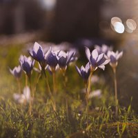 История осенних воскрешений. :: Анатолий Щербак