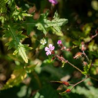 Лесная жизнь... :: Николай Гирш