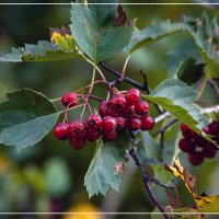 Перезрели :: Владимир Кроливец